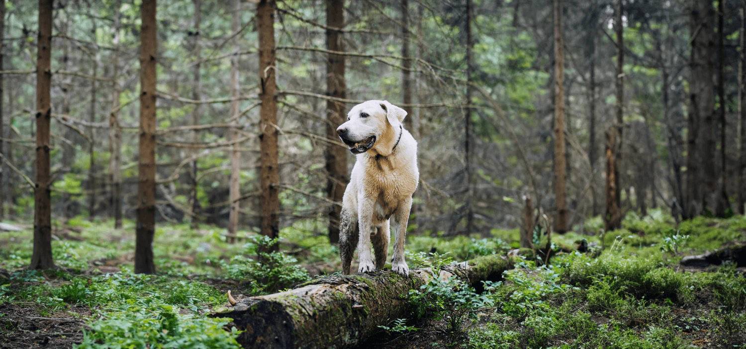Style Meets Superior Pet Care