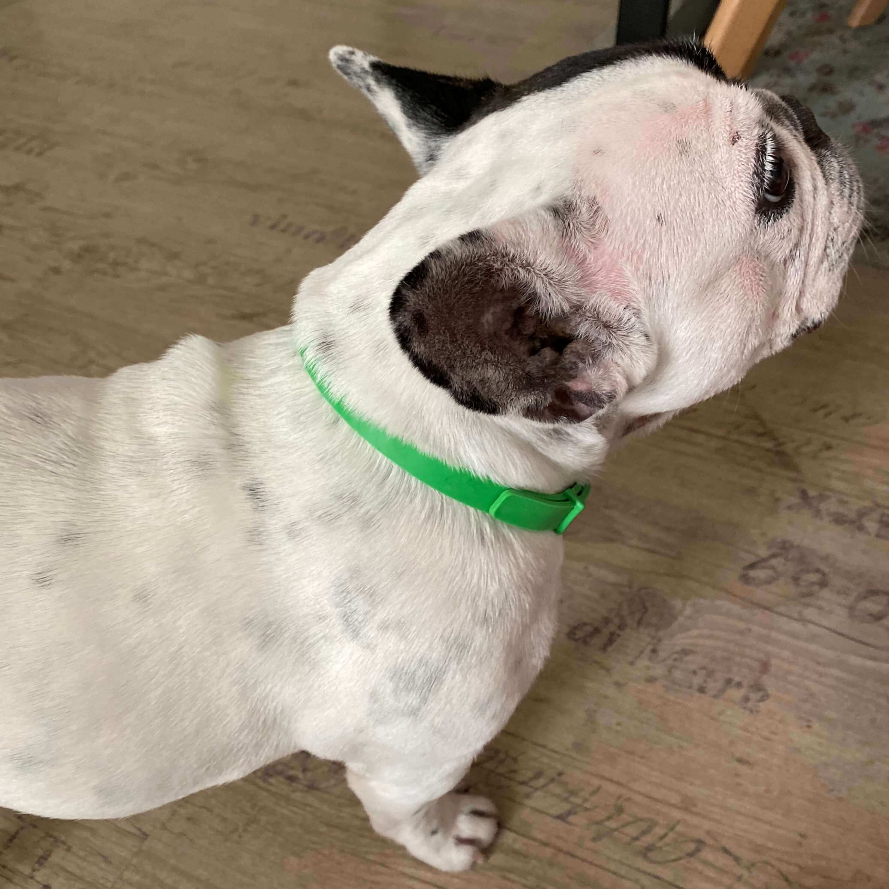 FurLife™ 8 Months Flea and Tick Free - Image 3