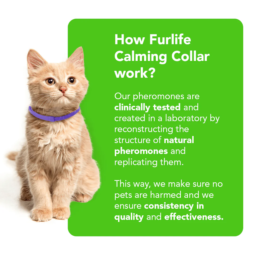 FurLife™ - Natural Pheromone Calming Collar for Cats - Image 5